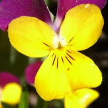 Viola cornuta 'Carpet Purple Wing Yellow'