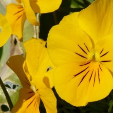 Viola cornuta 'Twix Yellow'