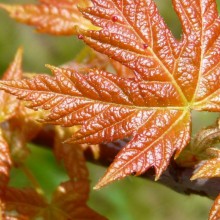 Acer saccharinum 'Lutescens'