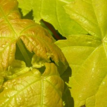 Acer saccharinum 'Lutescens'