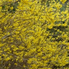 Forsythia x intermedia