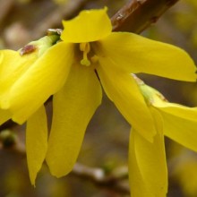 Forsythia x intermedia