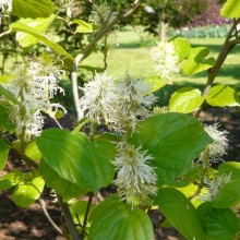 Fothergilla major