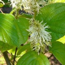 Fothergilla major