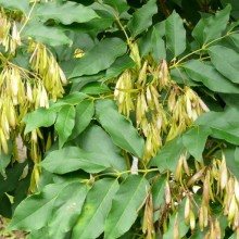 Fraxinus ornus