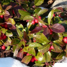 Gaultheria procumbens