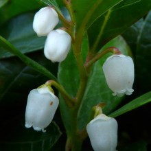 Gaultheria procumbens | květy