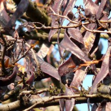 Gleditsia triacanthos | lusky