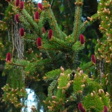 Picea abies | květy