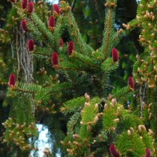 Picea abies