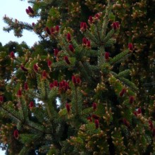 Picea abies | květy