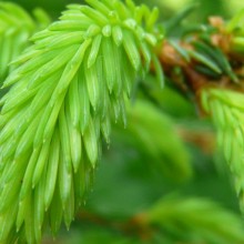 Picea abies | mladý výhon