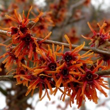 Hamamelis