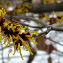 Hamamelis