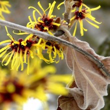 Hamamelis