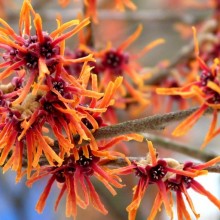 Hamamelis