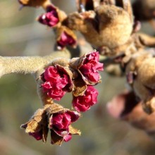 Hamamelis