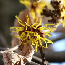 Hamamelis mollis | květ