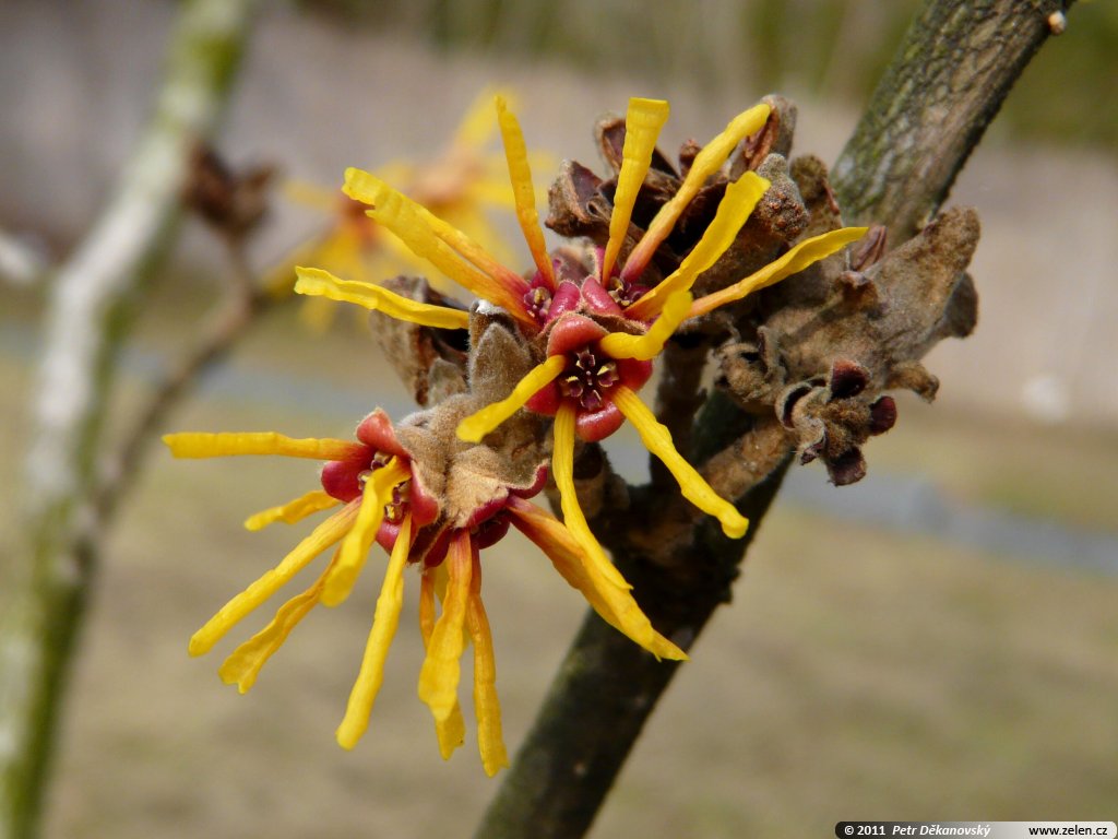 hamamelis mollis brevipetala vil 237 n měkk 253 hamamelis mollis brevipetala vil 237 n měkk 253