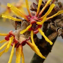 Hamamelis mollis 'Brevipetala'