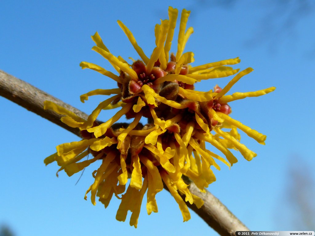 hamamelis mollis brevipetala vil 237 n měkk 253 hamamelis mollis brevipetala vil 237 n měkk 253