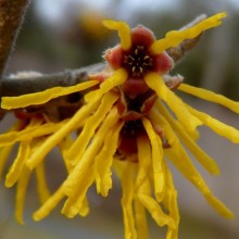 Hamamelis mollis 'Brevipetala'