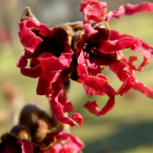 Hamamelis vernalis 'Lombart´s Weeping'