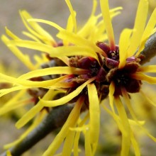 Hamamelis mollis 'Verna'