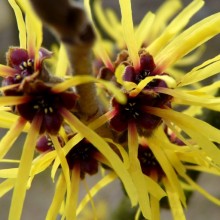 Hamamelis mollis 'Verna'