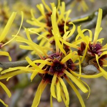 Hamamelis mollis 'Verna'