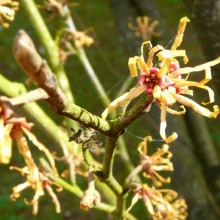 Hamamelis vernalis | květ