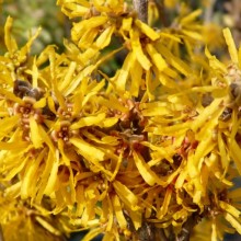 Hamamelis x intermedia 'Barmstedt Gold'