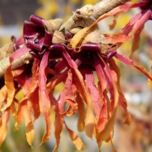 Hamamelis x intermedia 'Diane'