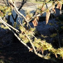 Hamamelis x intermedia 'Gimborn´s Perfume'
