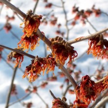 Hamamelis x intermedia 'Ruby Glow'