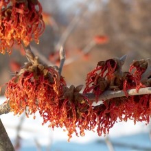 Hamamelis x intermedia 'Ruby Glow'