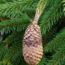Picea abies 'Acrocona'