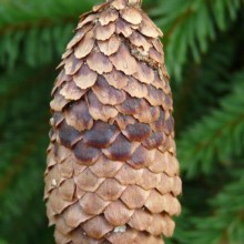 Picea abies 'Acrocona'