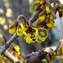 Hamamelis x intermedia 'Westerstede'