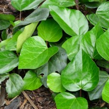 Hedera colchica