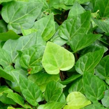 Hedera colchica