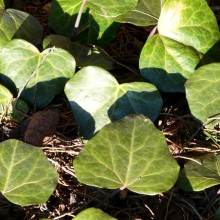 Hedera colchica