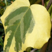 Hedera colchica 'Dentata Variegata'