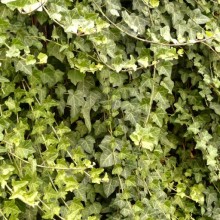 Hedera helix