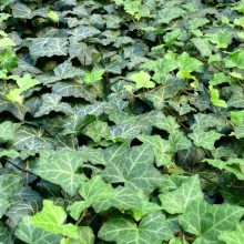 Hedera helix