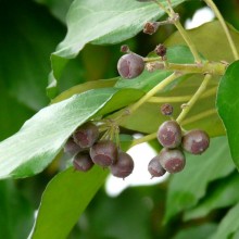 Hedera helix