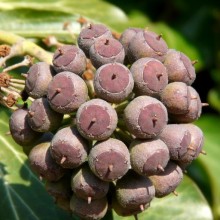 Hedera helix | plod