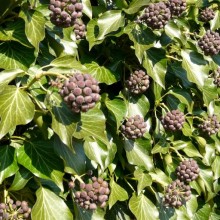 Hedera helix