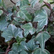 Hedera helix 'Misty'