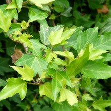 Hedera helix 'Pin Oak'